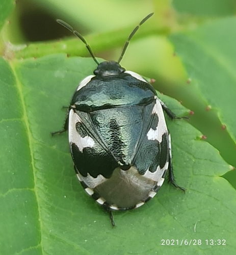 Tritomegas bicolor