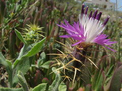 Centaurea seridis