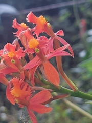 Epidendrum cochlidium