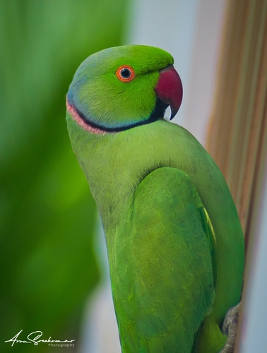 Rose-ringed Parakeet, photo 7 of 9
