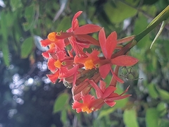 Epidendrum cochlidium