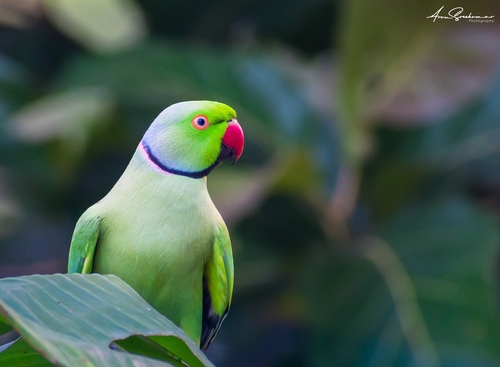 Rose-ringed Parakeet, photo 8 of 9