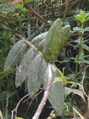 Epidendrum cochlidium