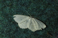 Scopula caricaria