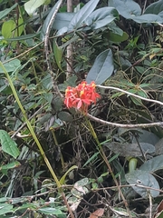 Epidendrum cochlidium
