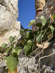 Tinospora tenera