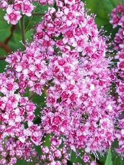 Spiraea splendens