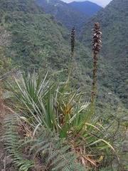 Puya tillii