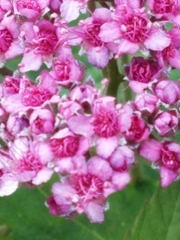 Spiraea splendens