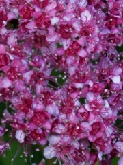 Spiraea splendens