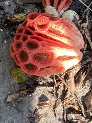 Clathrus