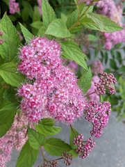 Spiraea splendens