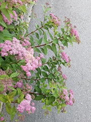 Spiraea splendens