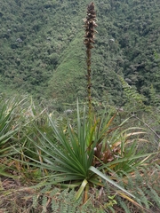 Puya tillii