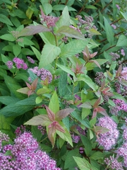 Spiraea splendens