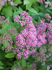 Spiraea splendens