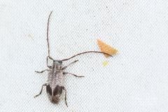 Exocentrus punctipennis