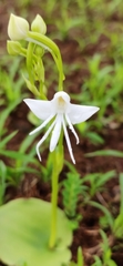 Habenaria grandifloriformis