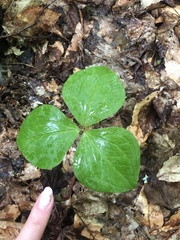 Trillium grandiflorum