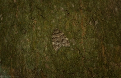 Scaphidriotis xylogramma