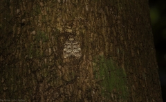 Scaphidriotis xylogramma