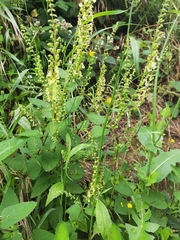 Teucrium scorodonia