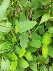 Teucrium scorodonia