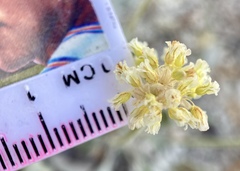 Eriogonum anemophilum