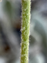 Eriogonum anemophilum