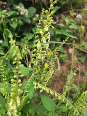 Teucrium scorodonia