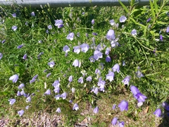 Campanula rotundifolia