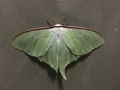 Actias aliena
