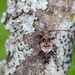 Lesser Thorn-tipped Longhorn Beetle - Photo (c) Ralph Martin, some rights reserved (CC BY-NC-ND), uploaded by Ralph Martin