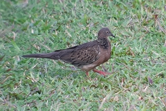 Streptopelia chinensis