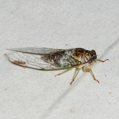 Diceroprocta vitripennis