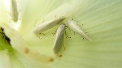 Tegeticula yuccasella