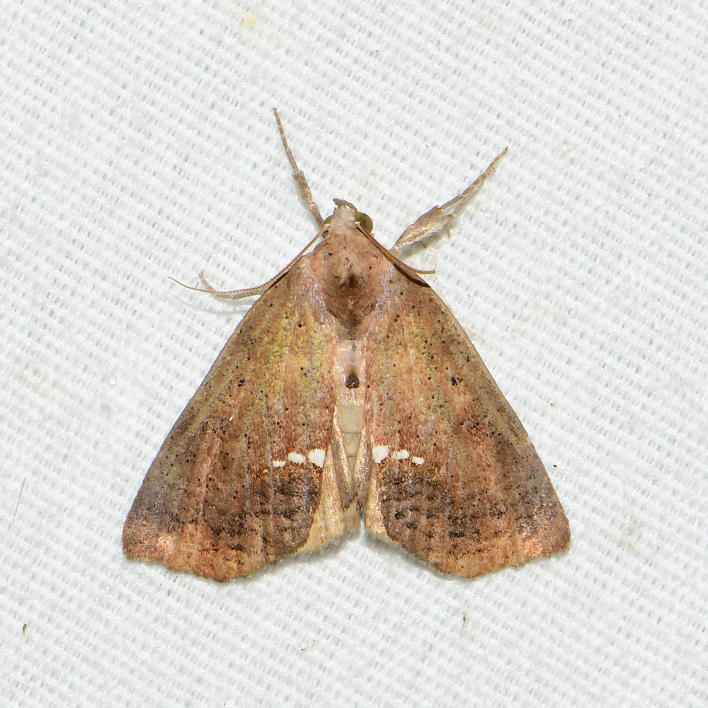 Small Necklace Moth