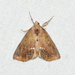 Small Necklace Moth - Photo (c) Royal Tyler, some rights reserved (CC BY-NC-SA), uploaded by Royal Tyler