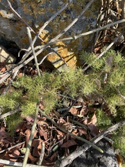 Asparagus minutiflorus