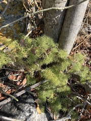 Asparagus minutiflorus