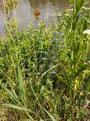 Echium vulgare