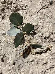 Asclepias cryptoceras