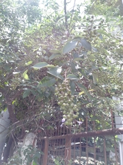 Vitex trifolia