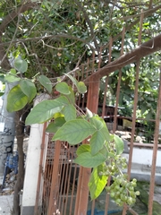 Vitex trifolia