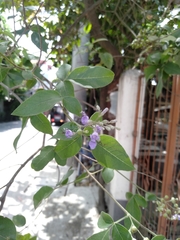 Vitex trifolia