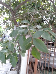Vitex trifolia