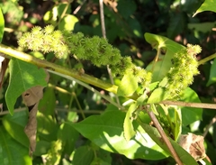 Triumfetta althaeoides