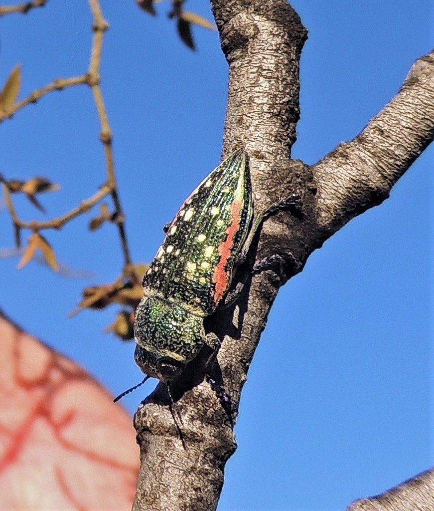 Lampetis plagiata