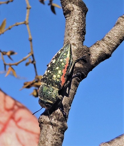 Lampetis plagiata