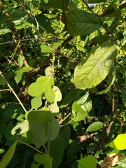 Triumfetta althaeoides